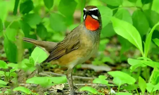 红靛颏鸟挑选看哪方面?品相最重要