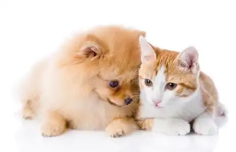 小狗和小猫或猫和狗在一起狗和猫站在一起仰望狗和猫在白色背景下一起