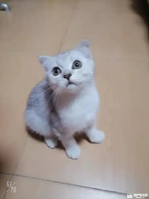 出售银渐层美短