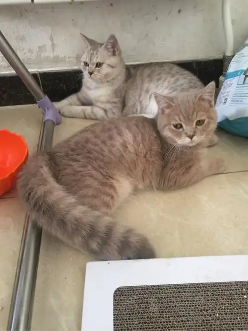 美短和英短杂交好看吗?养猫的来戳戳