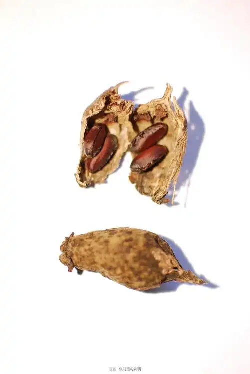 腊梅.种子有点像蟑螂卵鞘.