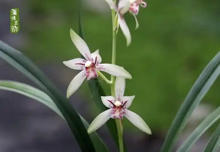 建兰四季兰小凤仙 喜鹊浓香型兰花苗 室内绿植花卉盆栽