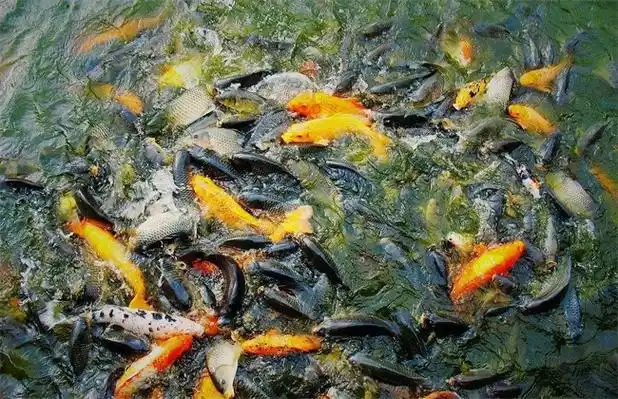 春季鱼塘饲养管理要点