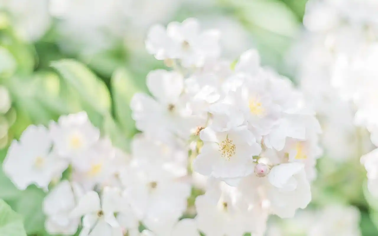 首页 桌面壁纸 植物壁纸 绿色唯美小清新植物图片壁纸上一张 下一张