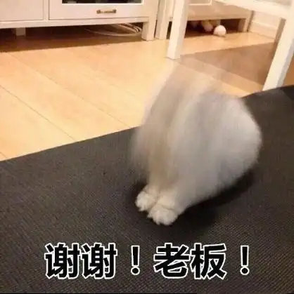 老板!猫咪狂磕头_猫咪_磕头_谢谢_老板表情
