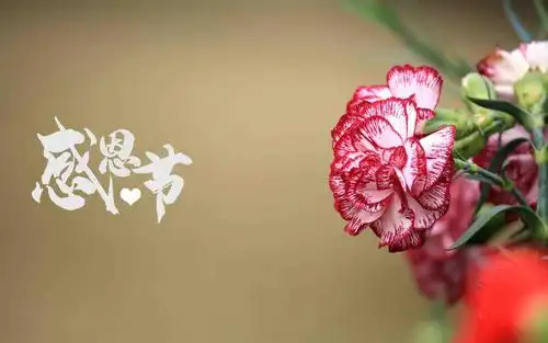 感恩节清新迷人康乃馨微距摄影