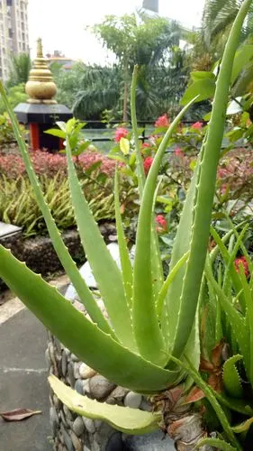 可直接食用芦荟(老的去皮,嫩的不用去)