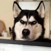 哈士奇犯二搞笑图片头像【点击鼠标右键下载】