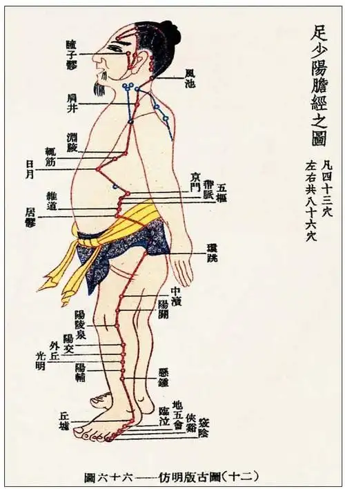 【安身之道中医针灸】足少阳胆经循行