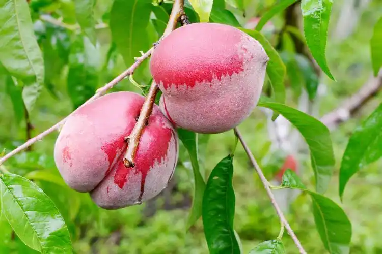 清溪镇龙门山红玉鲜桃成熟啦-犍为新闻网 - 犍为新闻网