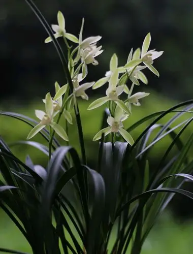 夏季养兰花6忌犯1忌都会要兰花的命要如何避免呢