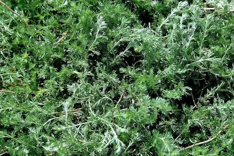 二月白蒿治百病