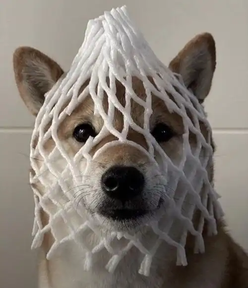 奇奇怪怪的搞笑可爱小狗狗头像