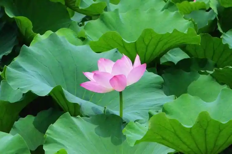 最美一朵莲花图片(最美一朵莲花图片高清)