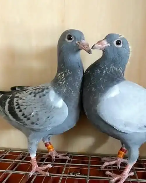 养鸽达人教大家辨别鸽子的公母,相信看完这个视频,一定会涨知识