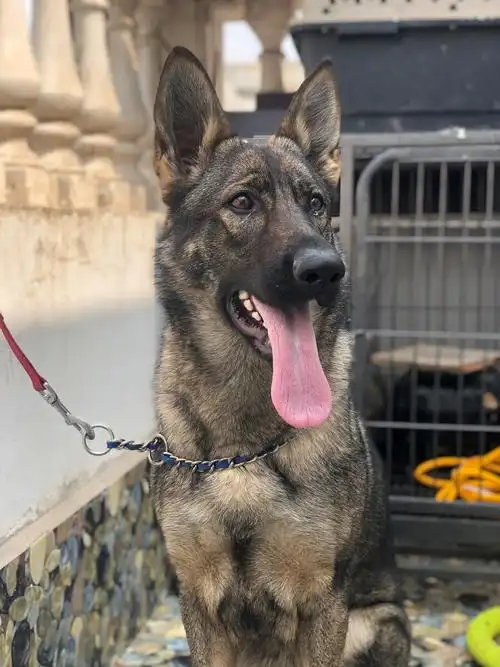 我家的德牧宝贝长大了