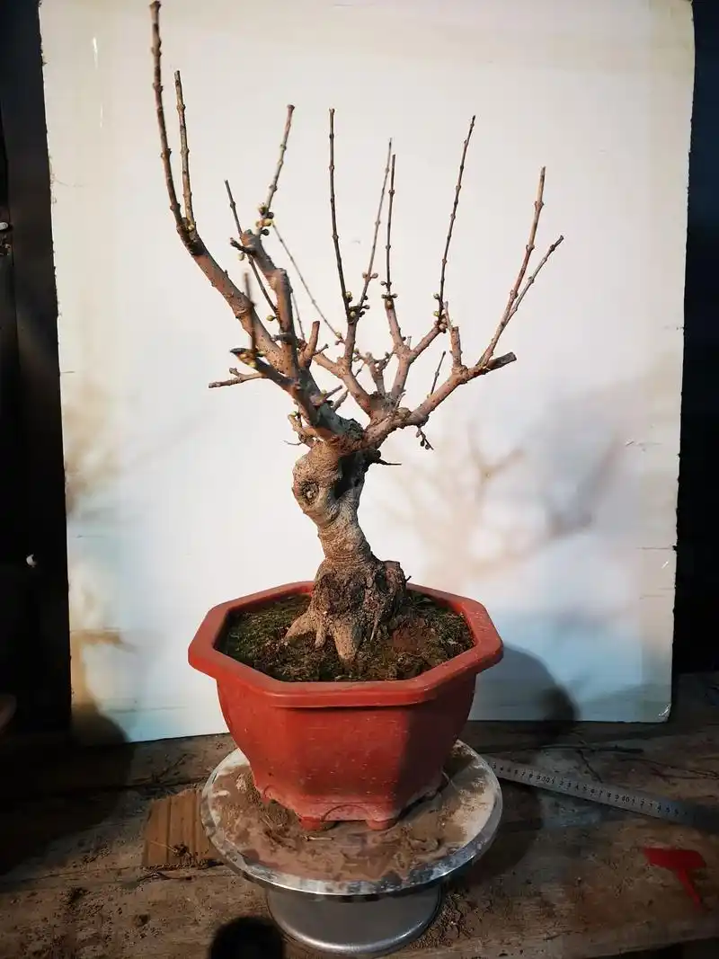 素心腊梅,蜡纸花瓣,其香悠远,,花期一个半月,高度65厘米, - 抖音