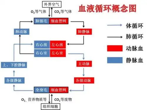 葡萄糖随血液循环到达心脏后,首先到达心脏的左心房,然后经过什么循环