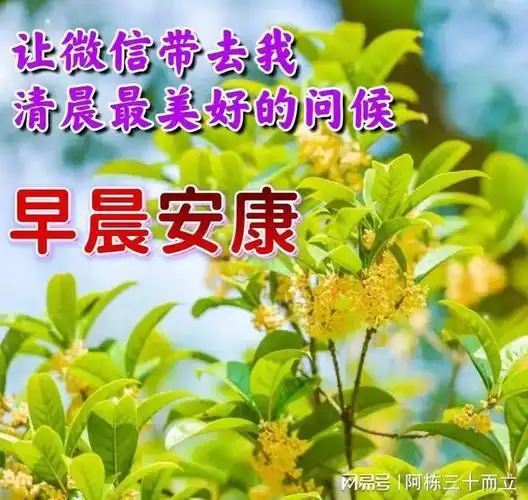 20240131早上好创意早晨祝福问候语每天早安图片