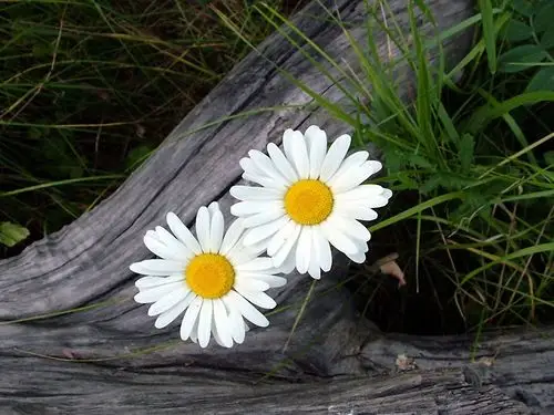 两朵白色的雏菊 壁纸 - 1600x1200