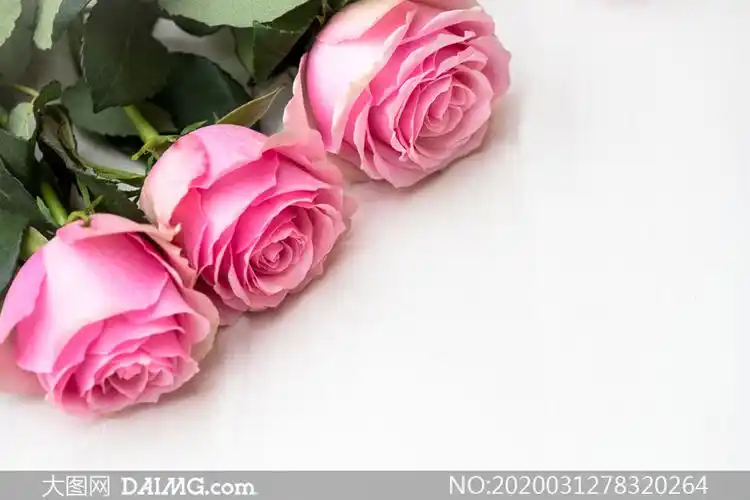 带叶子的三朵粉红玫瑰摄影高清图片