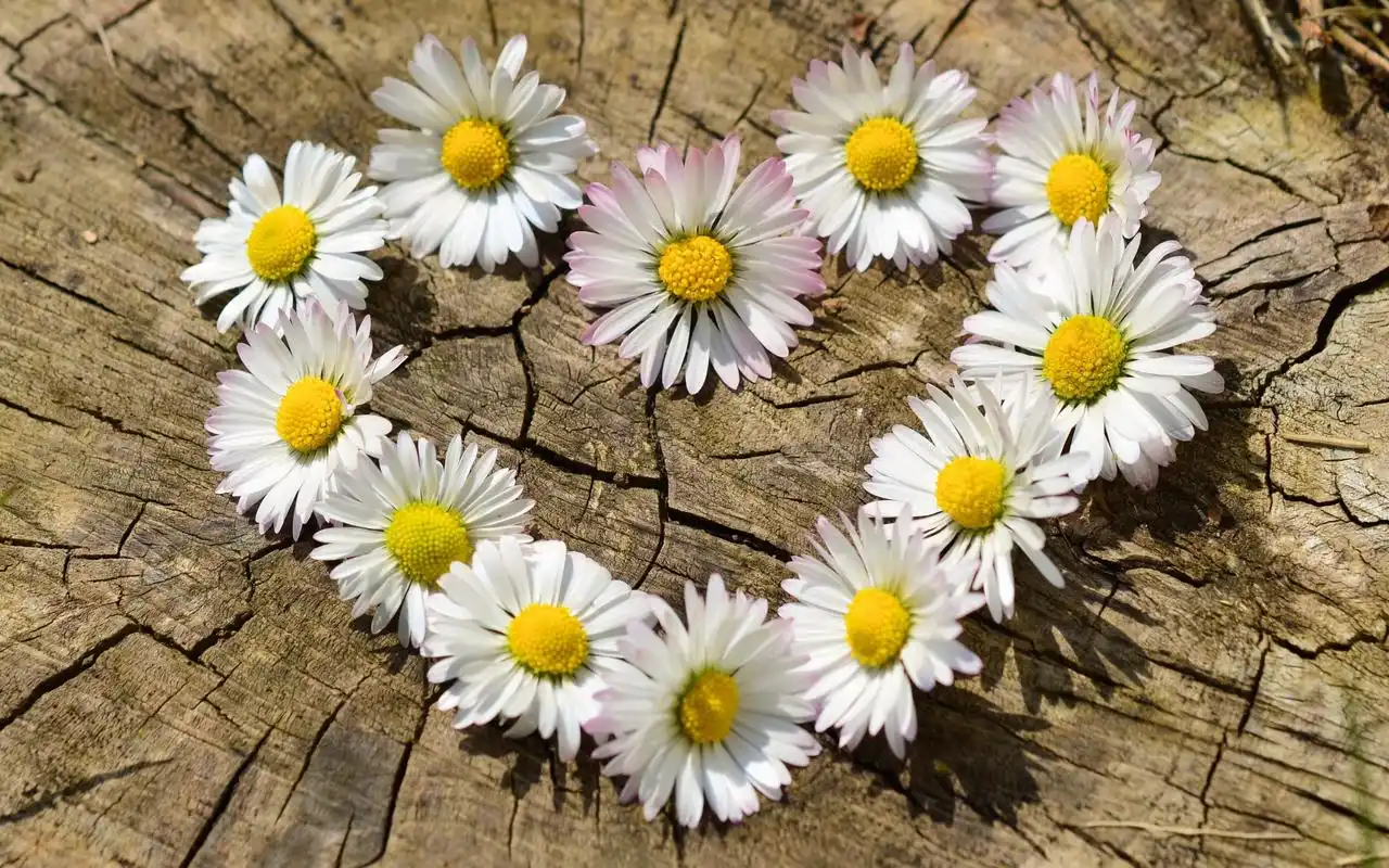 美丽的雏菊高清4k桌面壁纸