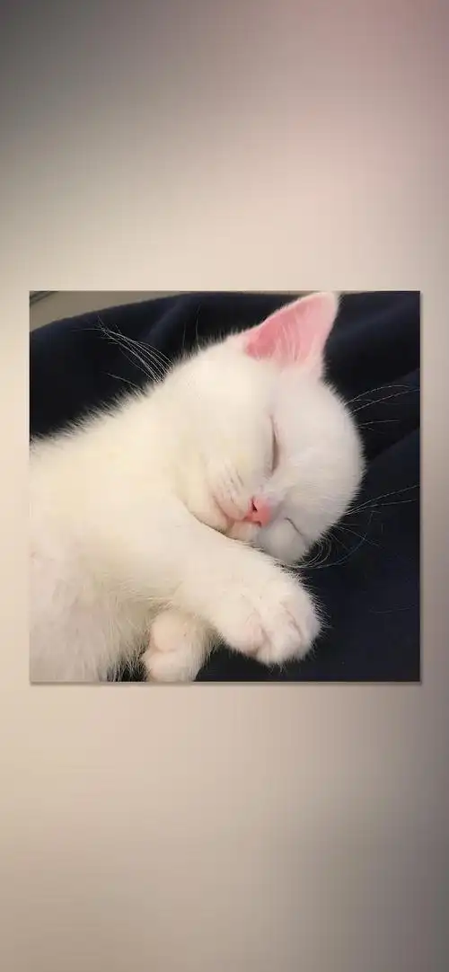 萌系可爱猫咪摄影高清手机壁纸_动物_手机壁纸下载_美桌网