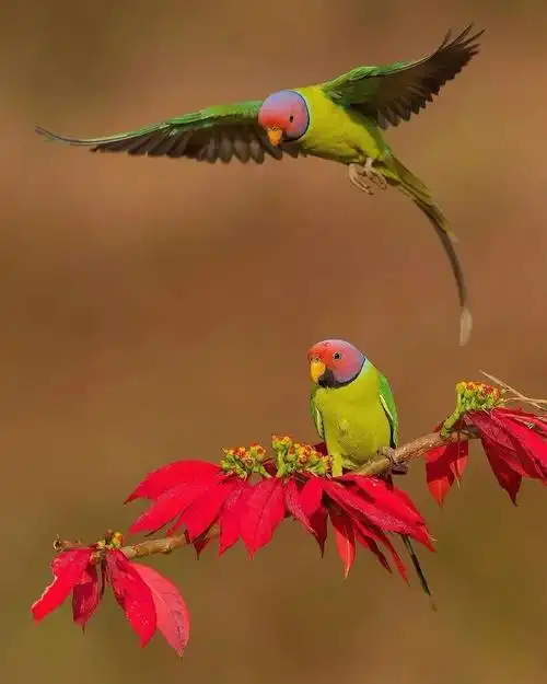 【素材日报】一组花鸟照片素材欣赏