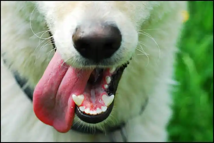 白天,宠物,美国,咆哮,草,动物,家畜,摄影,部分,巴尔的摩,马里兰,尖牙