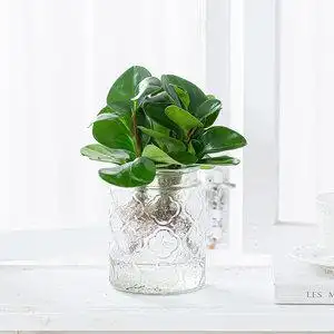 水养花卉植物室内四季办公室图片