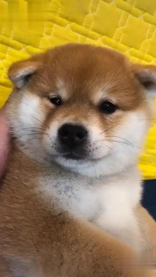 亲你一口柴犬 小奶狗-萌宠视频-搜狐视频