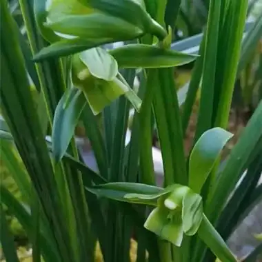 最佳引种苗 - 中国兰花交易网