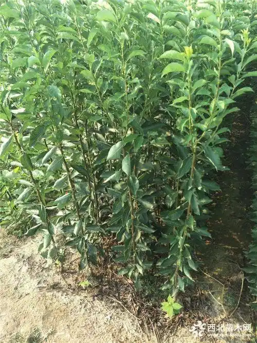 枣树苗 出售枣树苗 枣树苗批发多少钱一棵_果树苗_--西北苗木网