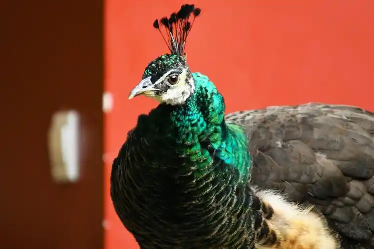 孔雀开屏 美丽动容