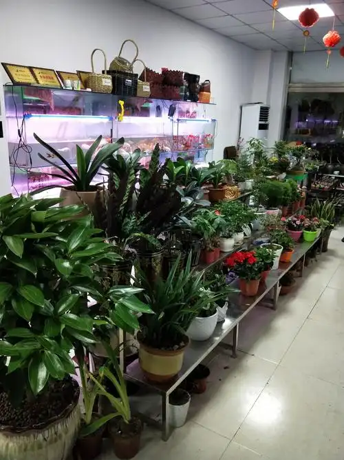 爱喜豆生态水族花卉馆欢迎您!