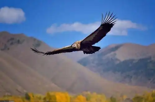 雄鹰展翅飞翔图片大全 - 搜狗图片搜索