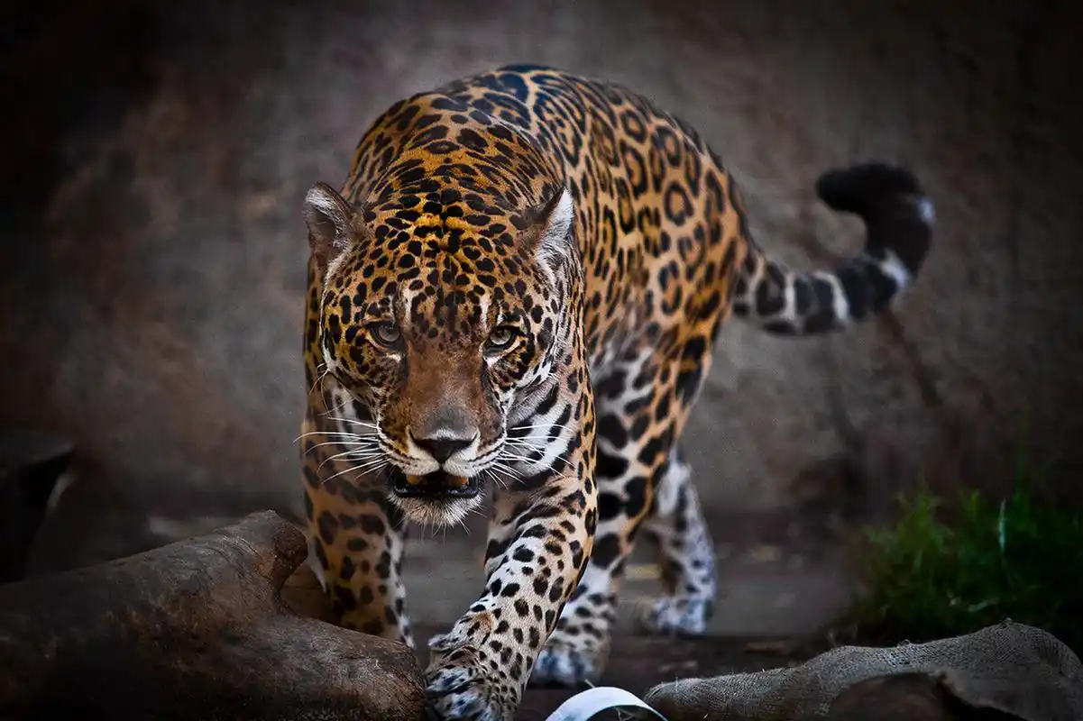 南美洲顶级猎食动物——美洲豹  南美洲,一个充满着生机与活力的大陆