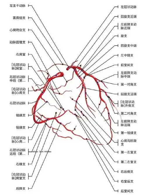 女子咳嗽咳痰一周问题竟出在心脏