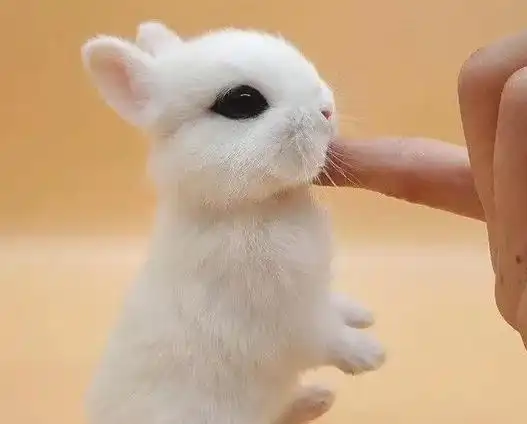 宠物兔子怎么养?新手养兔抓紧码住~