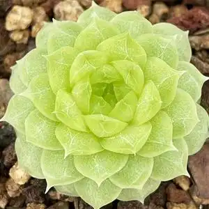 海王多肉精品冰油透阳台室内景天科趣味多肉庭院盆栽容易养104