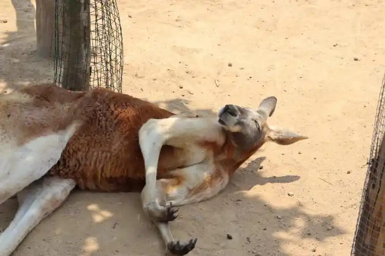 强壮的袋鼠额嗯