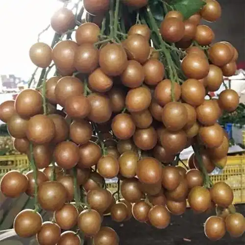 黑黄皮 嫁接 果树苗广西苗圃批发南北方种植 庭院 容易管理