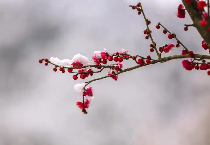 雪中红梅香