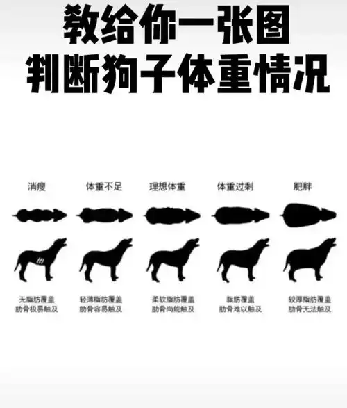 一张图判断狗狗的体重情况70