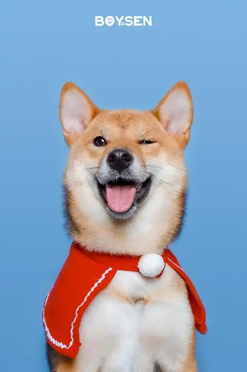 柴犬拥有治愈一切的笑容