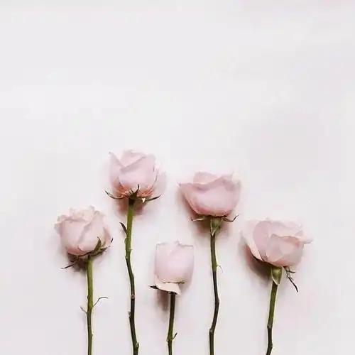 唯美文艺范的女生说说,句句精彩绝伦,不负好时光!