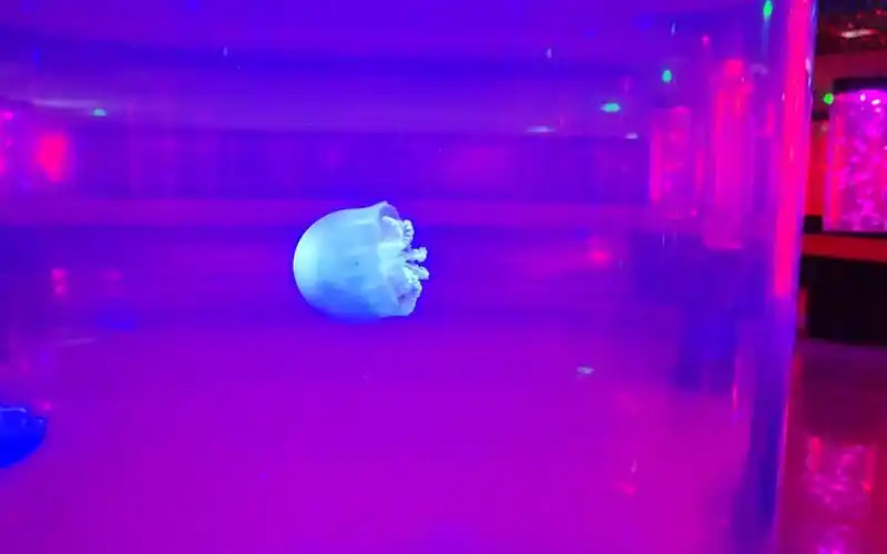 顺德欢乐海岸水母馆里超可爱的果冻水母