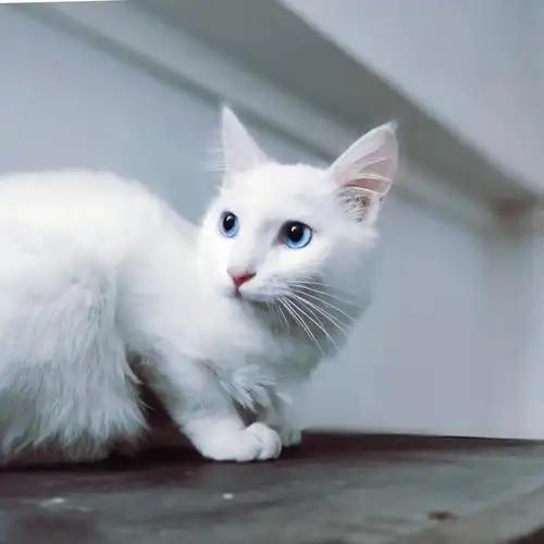 纯白狮子猫弟弟送养已送出