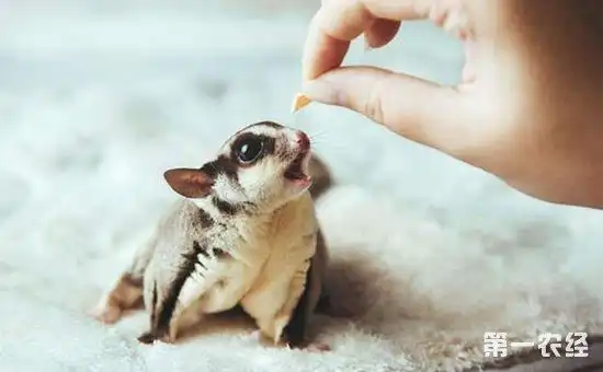 蜜袋鼯近亲交配的危害