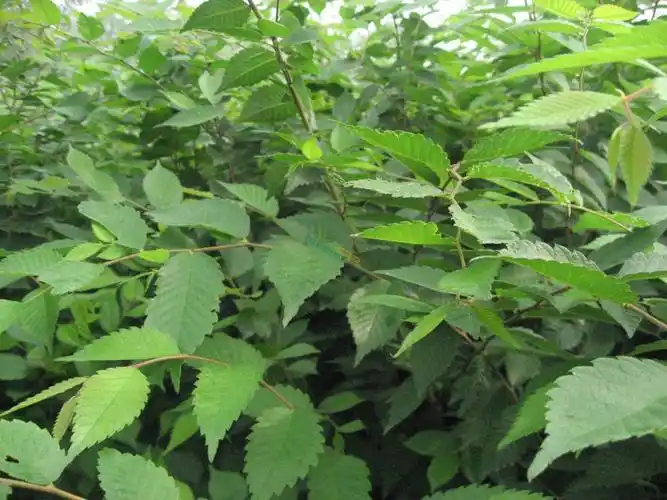 榉树 > 红榉树小苗  榉树(别名血榉,金丝榔,沙榔树,毛脉榉等)又名大叶